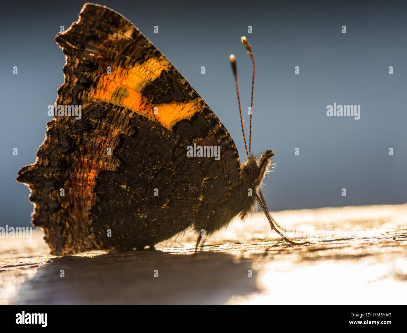 Kleiner Fuchs Schmetterling. Stockfoto