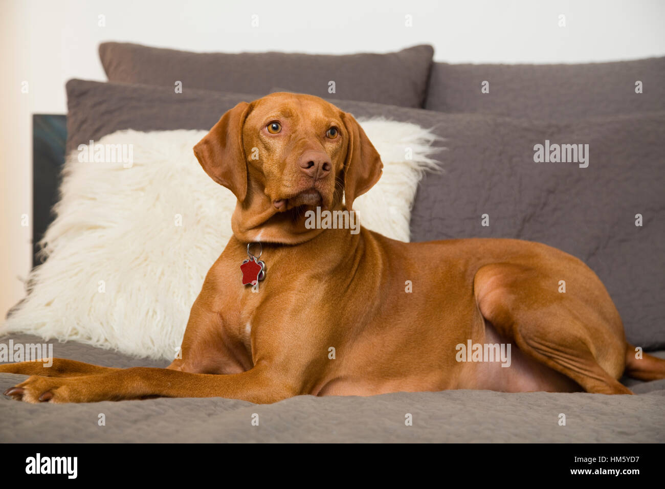 Brown Vizsla Hund auf Bett liegend Stockfoto