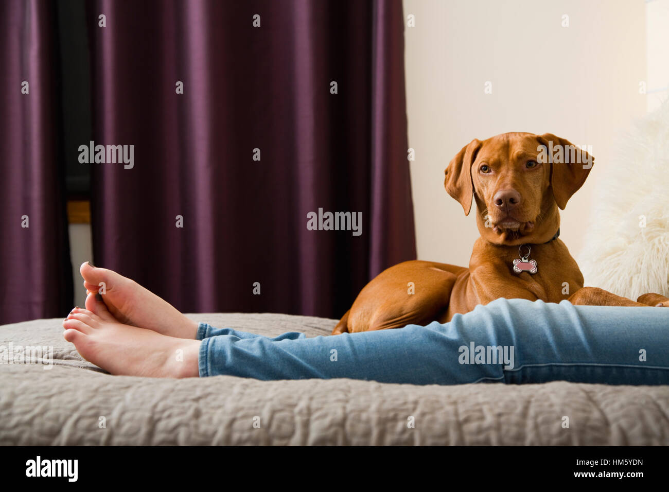 Beine der Frau auf Bett liegend mit brauner Vizsla Hund Stockfoto