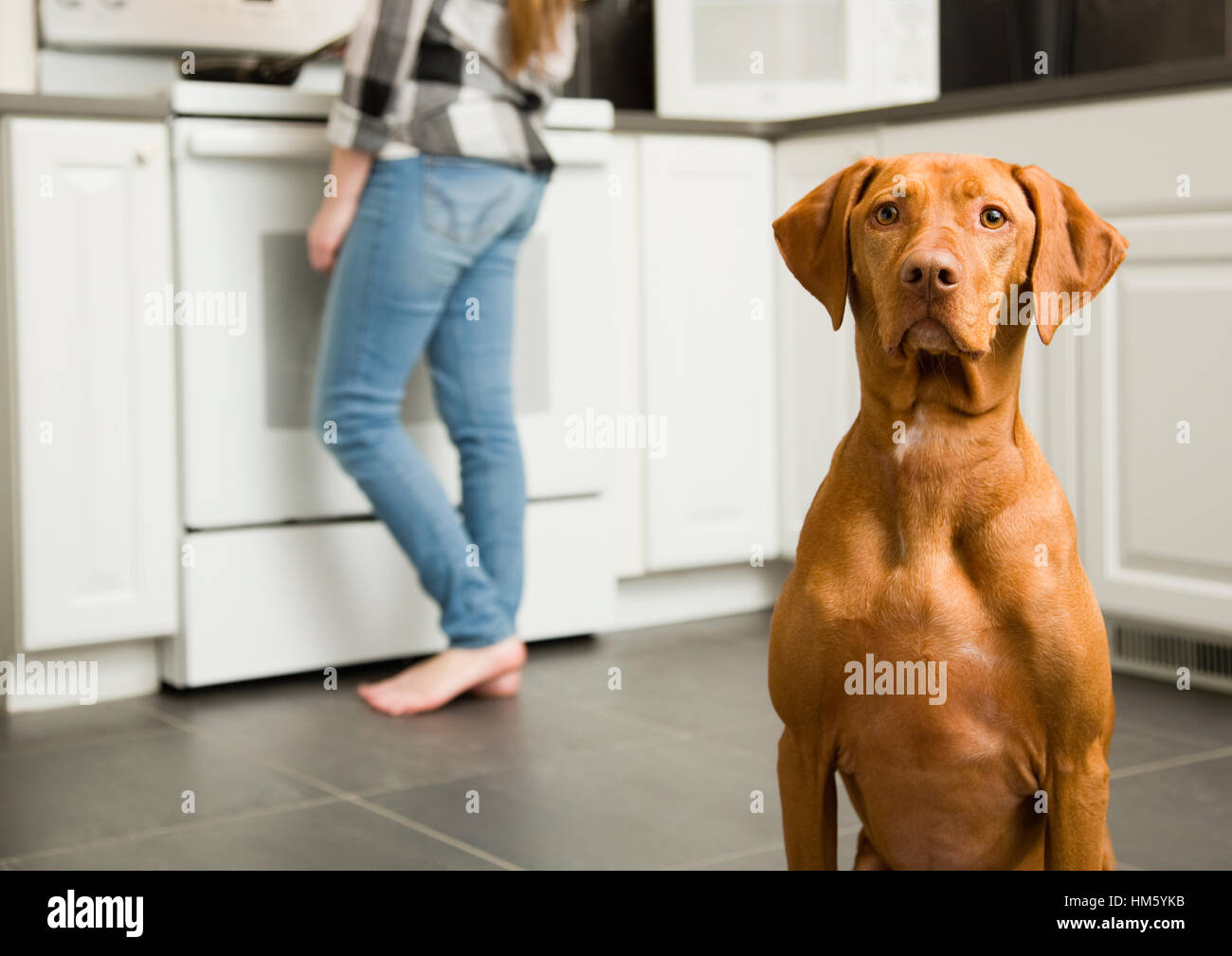 Brown Vizsla Hundesitting auf Küchenboden, Teenager-Mädchen (16-17) im Hintergrund Stockfoto
