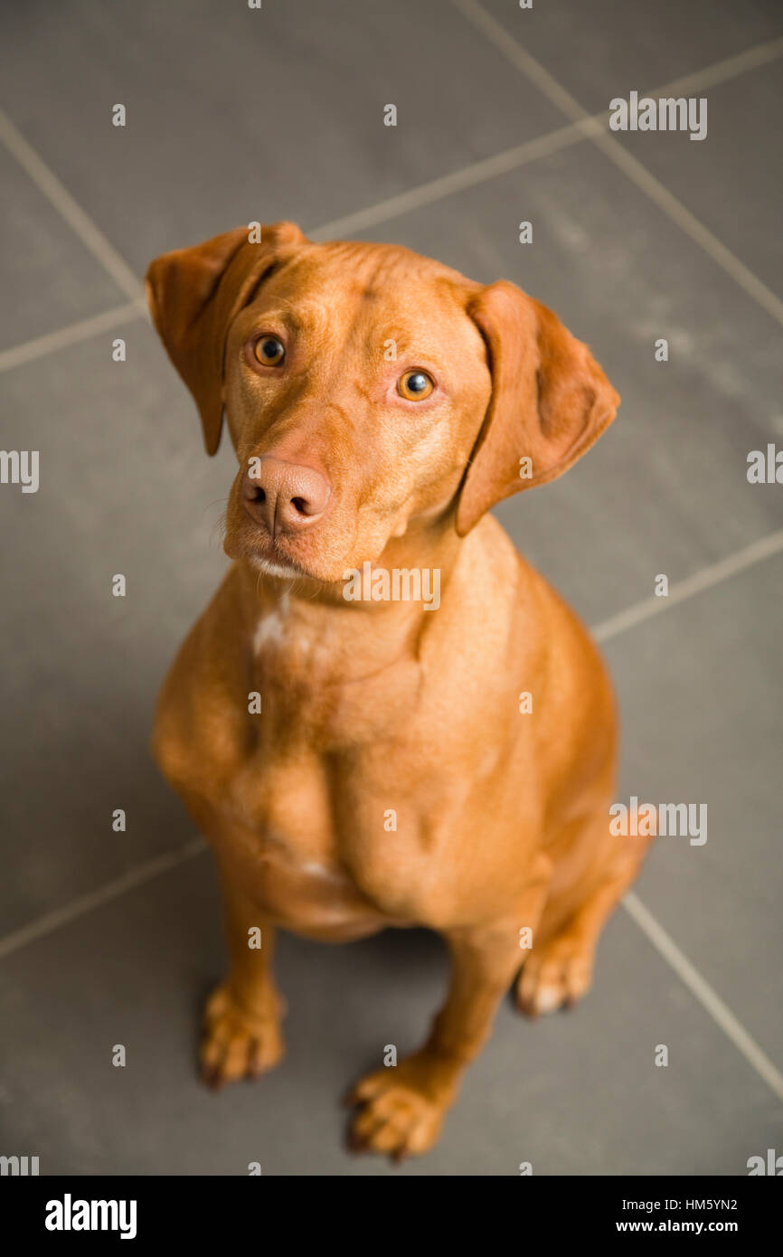 Porträt von Brown Vizsla Hundesitting-Erdgeschoss Stockfoto