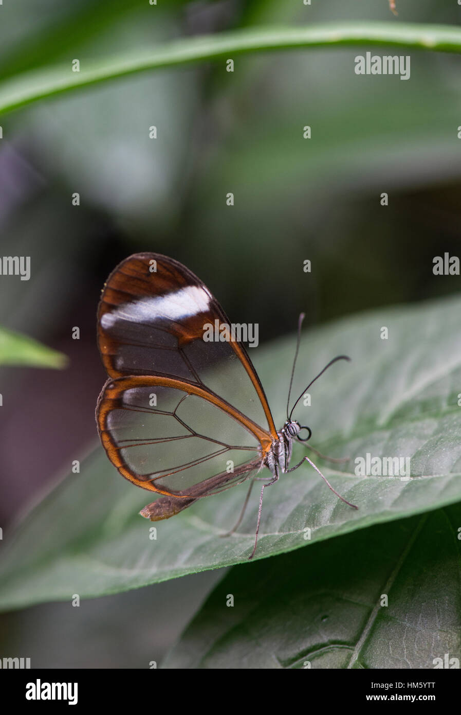 Glasswing Schmetterling: Morgane Greta Oto. Gezüchtete Exemplare. Stockfoto