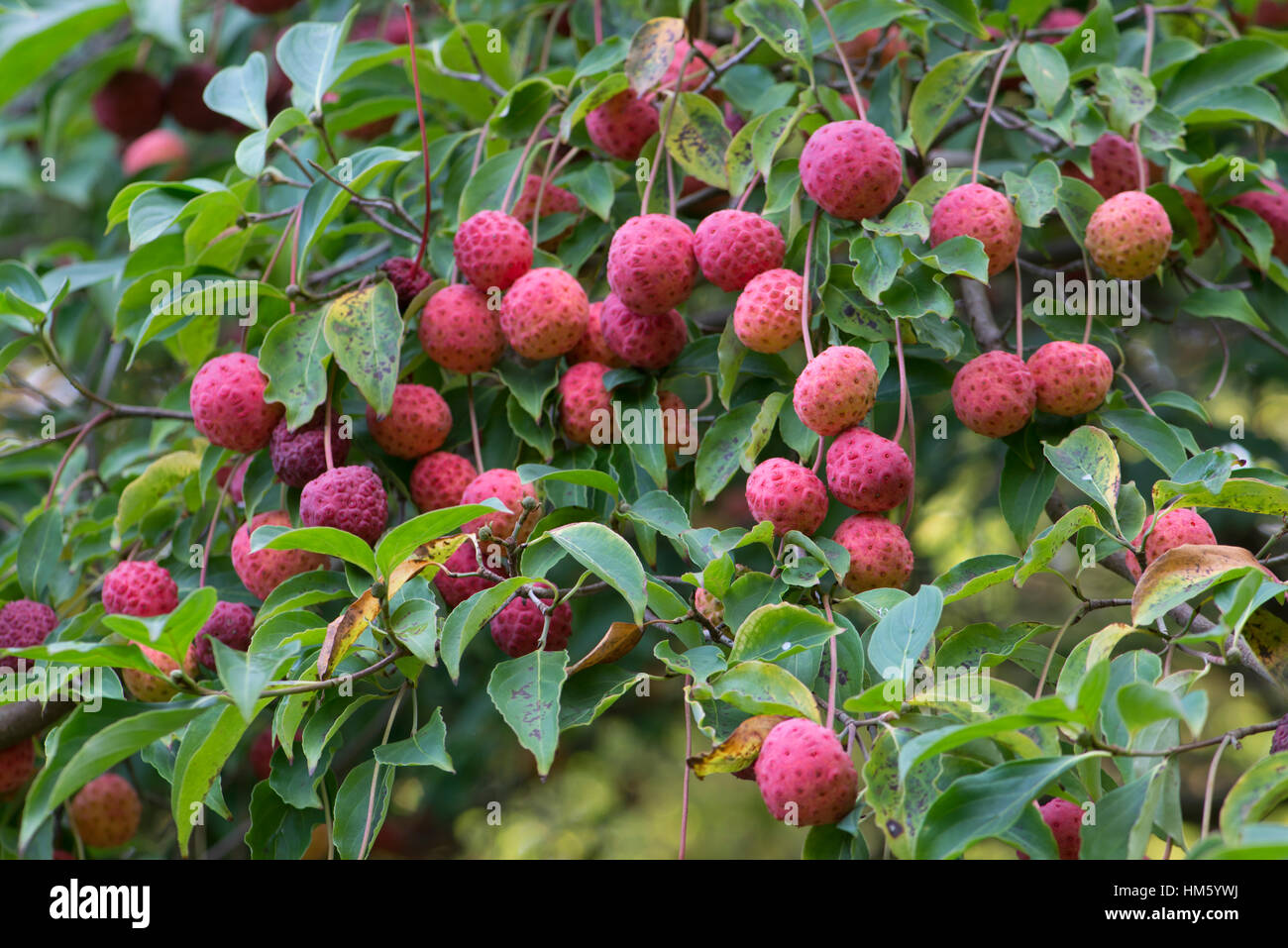 Cornus beere Fotos und Bildmaterial in hoher Auflösung Alamy