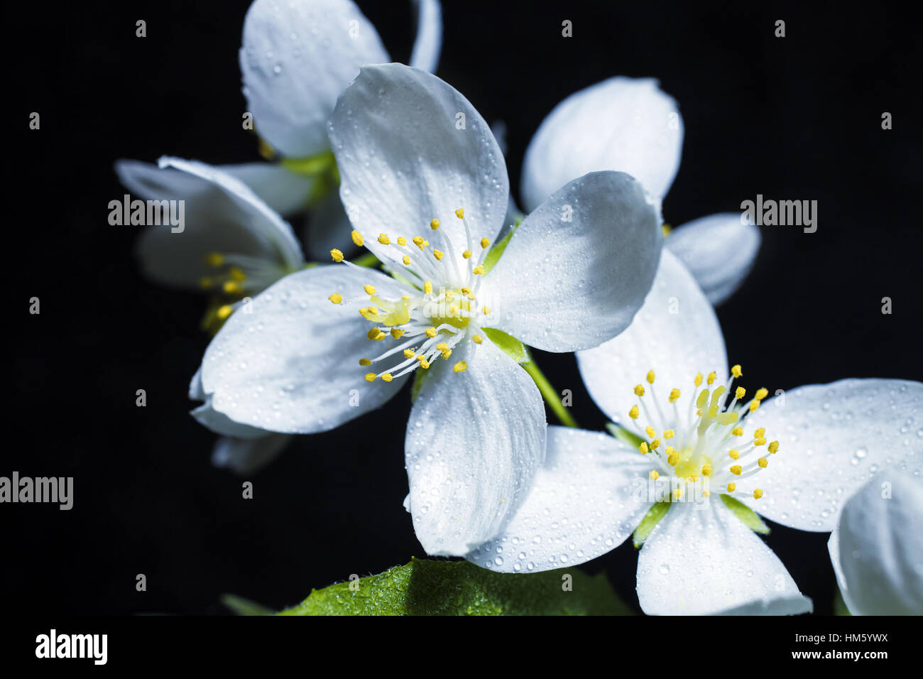 Weißen Jasminblüten auf schwarzem Hintergrund isoliert Stockfoto