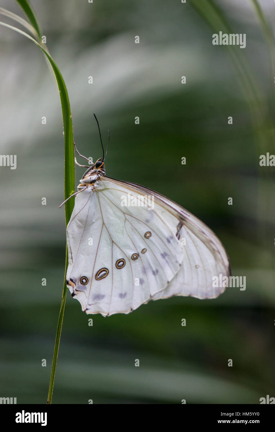 Weiße Morpho Schmetterling: Morpho Polyphemus. Stockfoto