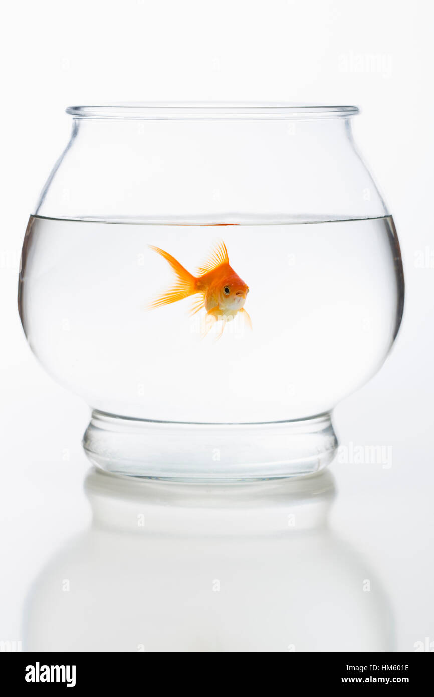 Goldfisch im Goldfischglas Stockfoto