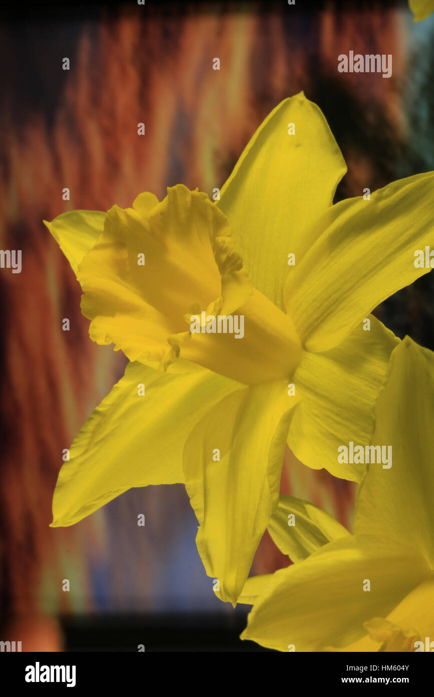 Leiter der Narzissen oder Narzisse Blume gegen einen bunten Hintergrund Stockfoto