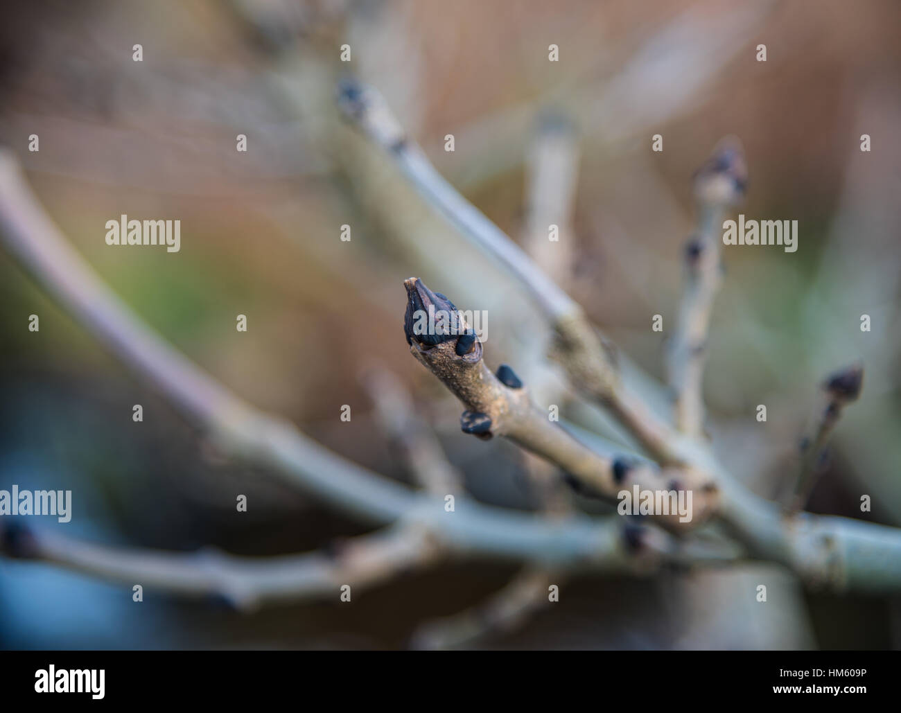 Schwarze Asche Baum Knospen. Stockfoto