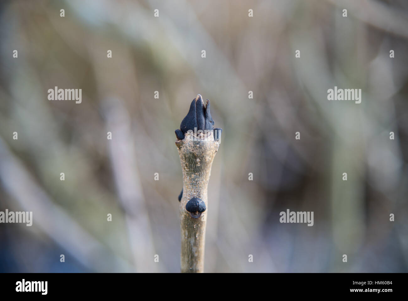 Schwarze Asche Baum Knospe. Stockfoto