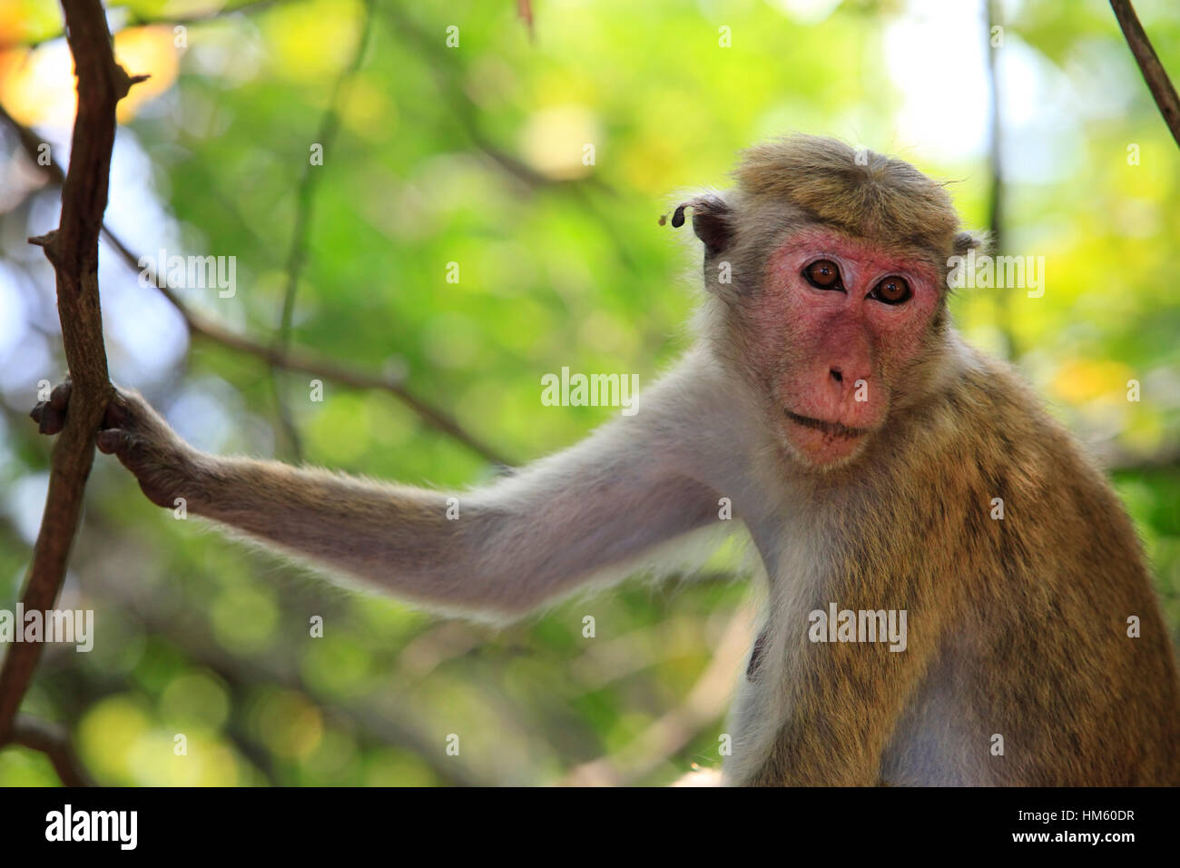 Porträt des Affen in Sigiria, Sri Lanka Stockfoto