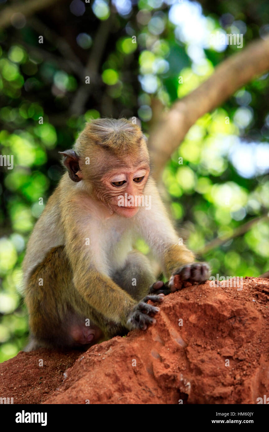 Porträt des Affen in Sigiria, Sri Lanka Stockfoto