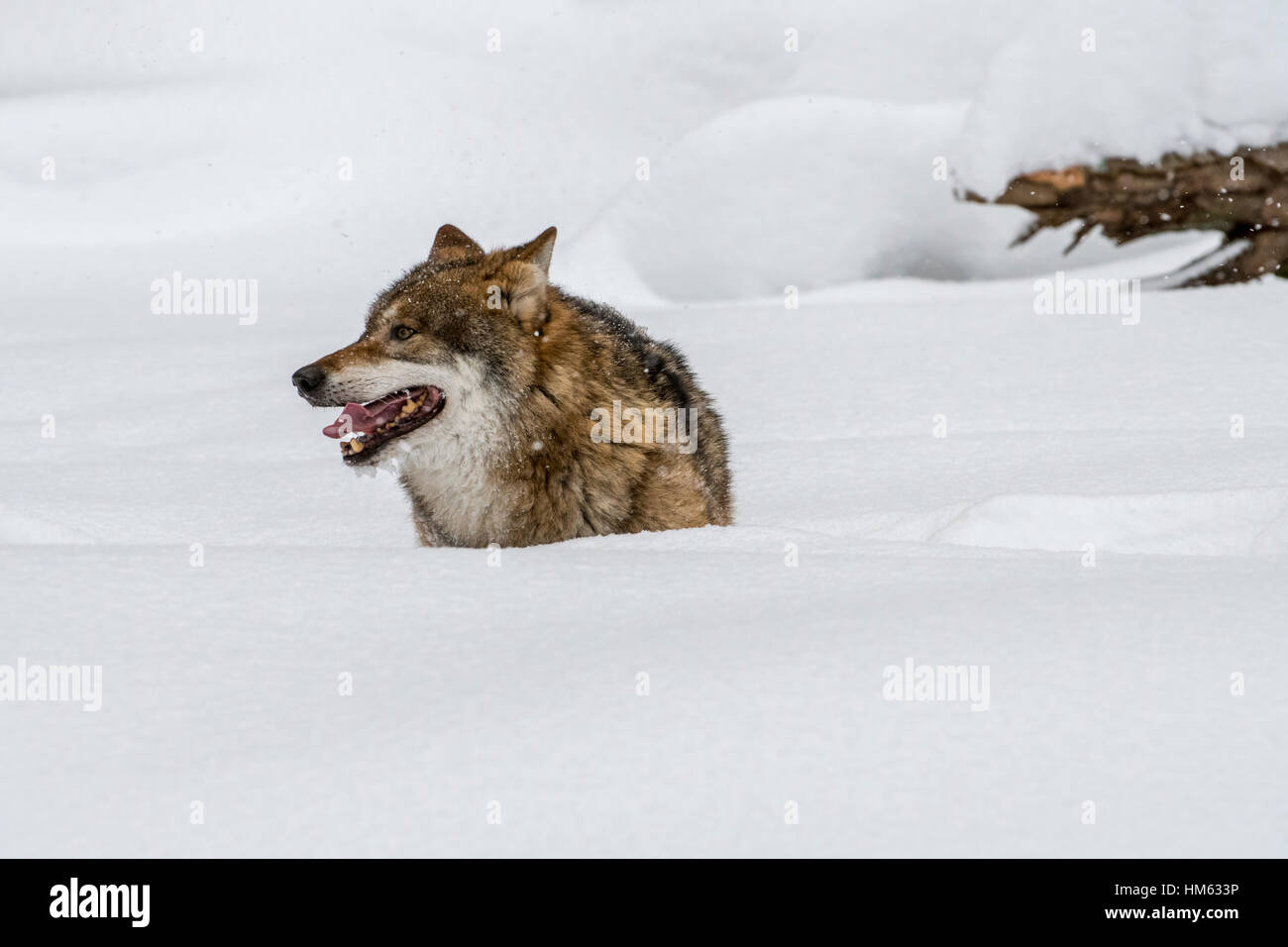 Einsamer grauer Wolf / grey (Canis Lupus) Wolfsjagd im Tiefschnee im Winter Stockfoto