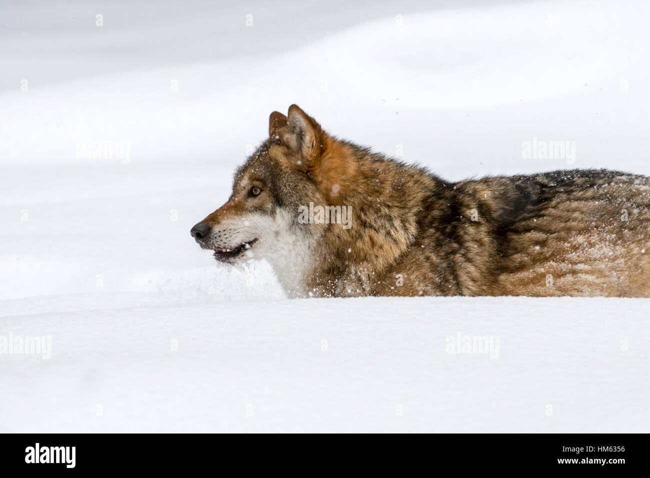 Einsamer grauer Wolf / grey (Canis Lupus) Wolfsjagd im Tiefschnee im Winter Stockfoto