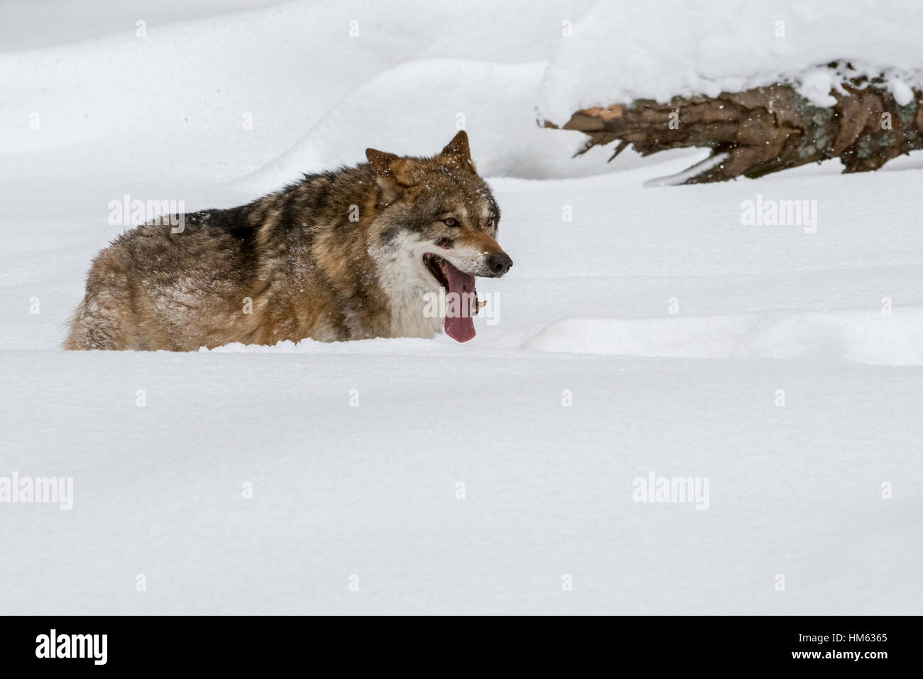 Einsamer grauer Wolf / graue Wolf (Canis Lupus) Wandern im Tiefschnee im Winter und keuchend Stockfoto