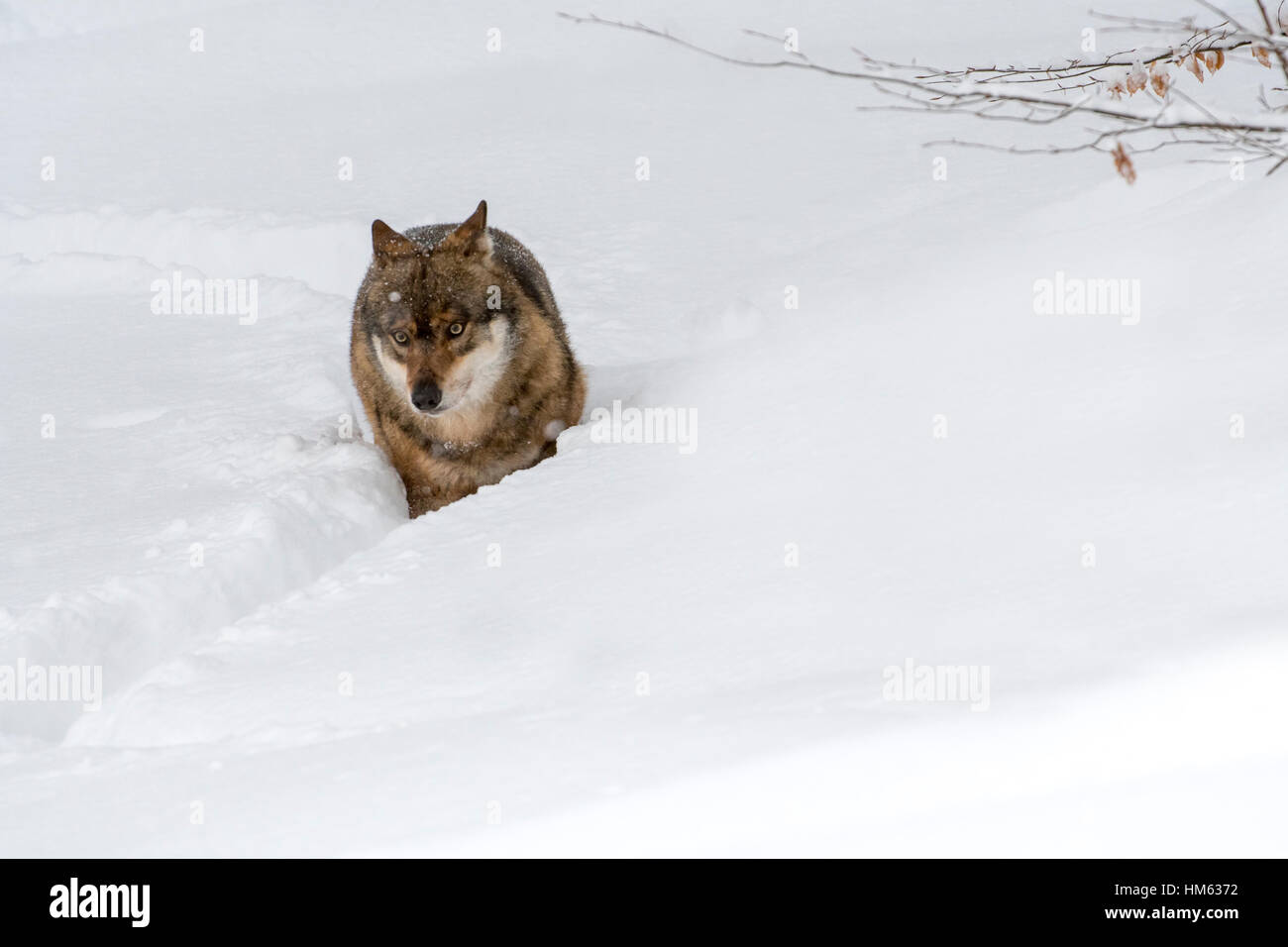Einsamer grauer Wolf / graue Wolf (Canis Lupus) Wandern im Tiefschnee im Winter und keuchend Stockfoto