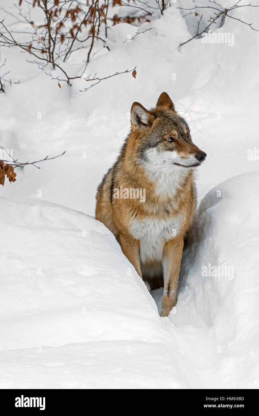 Einsamer grauer Wolf / grey Wolf (Canis Lupus) Wandern im Tiefschnee im Winter Stockfoto