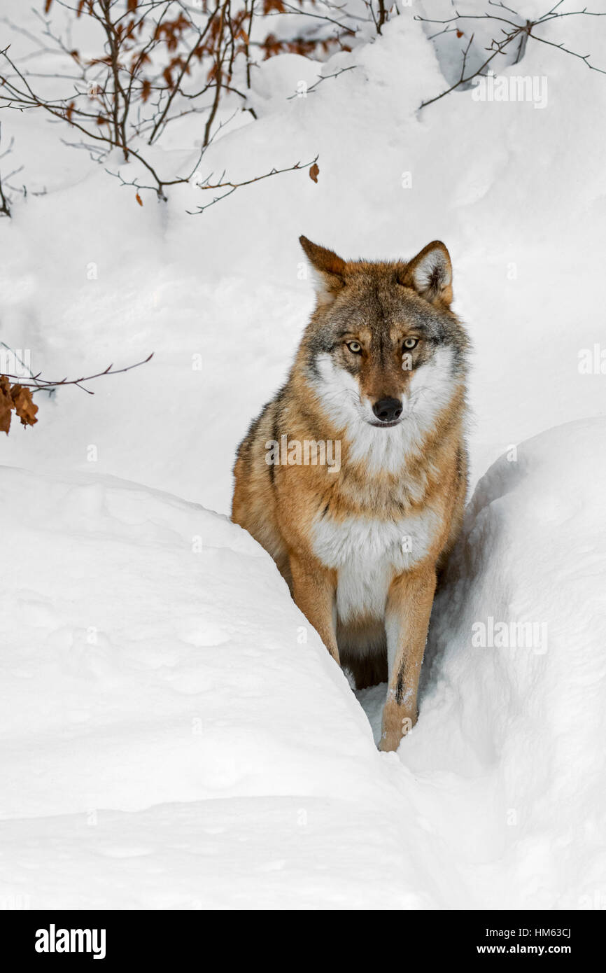 Einsamer grauer Wolf / grey (Canis Lupus) Wolfsjagd im Tiefschnee im Winter Stockfoto