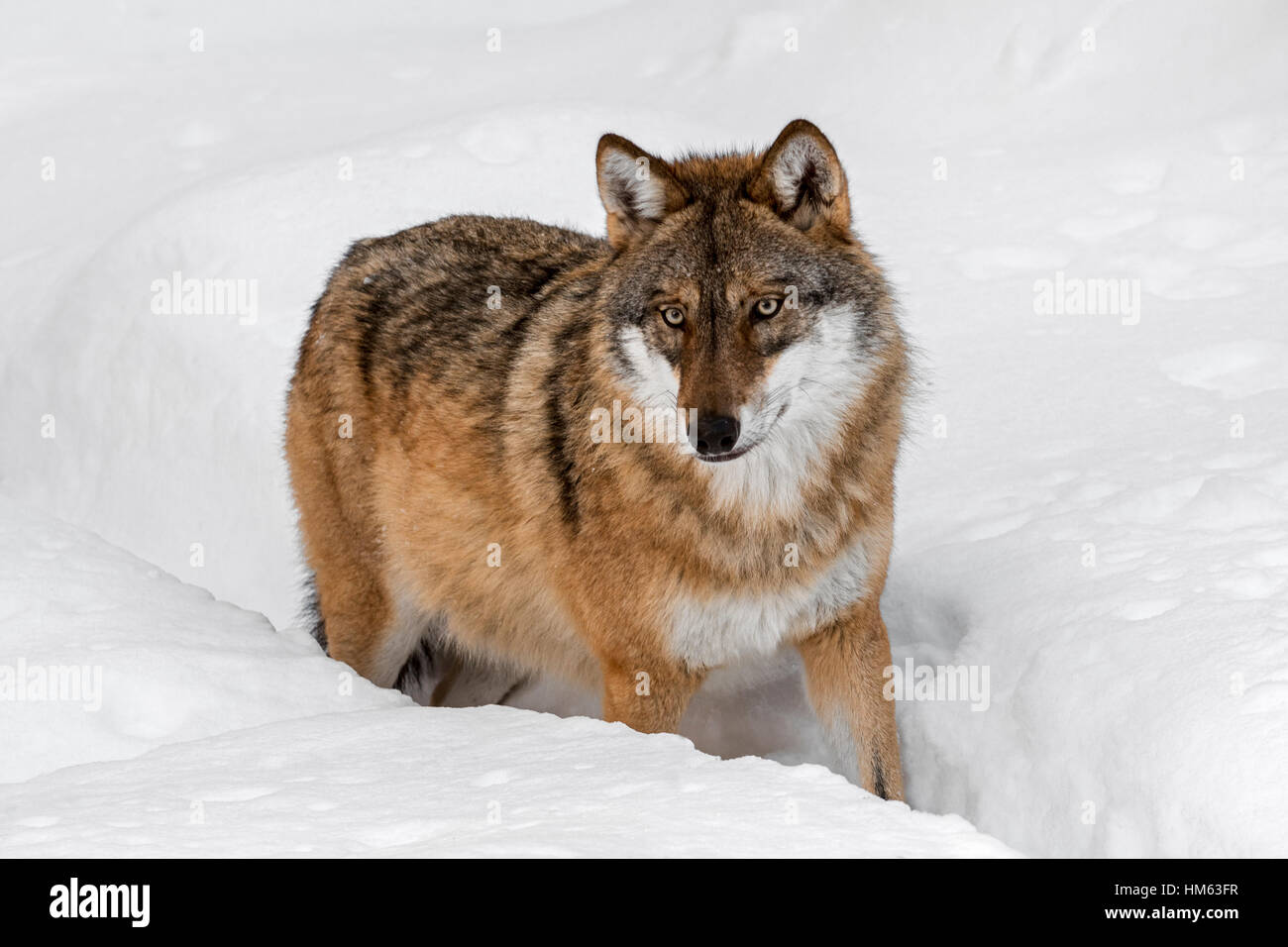 Einsamer grauer Wolf / grey Wolf (Canis Lupus) Wandern im Tiefschnee im Winter Stockfoto