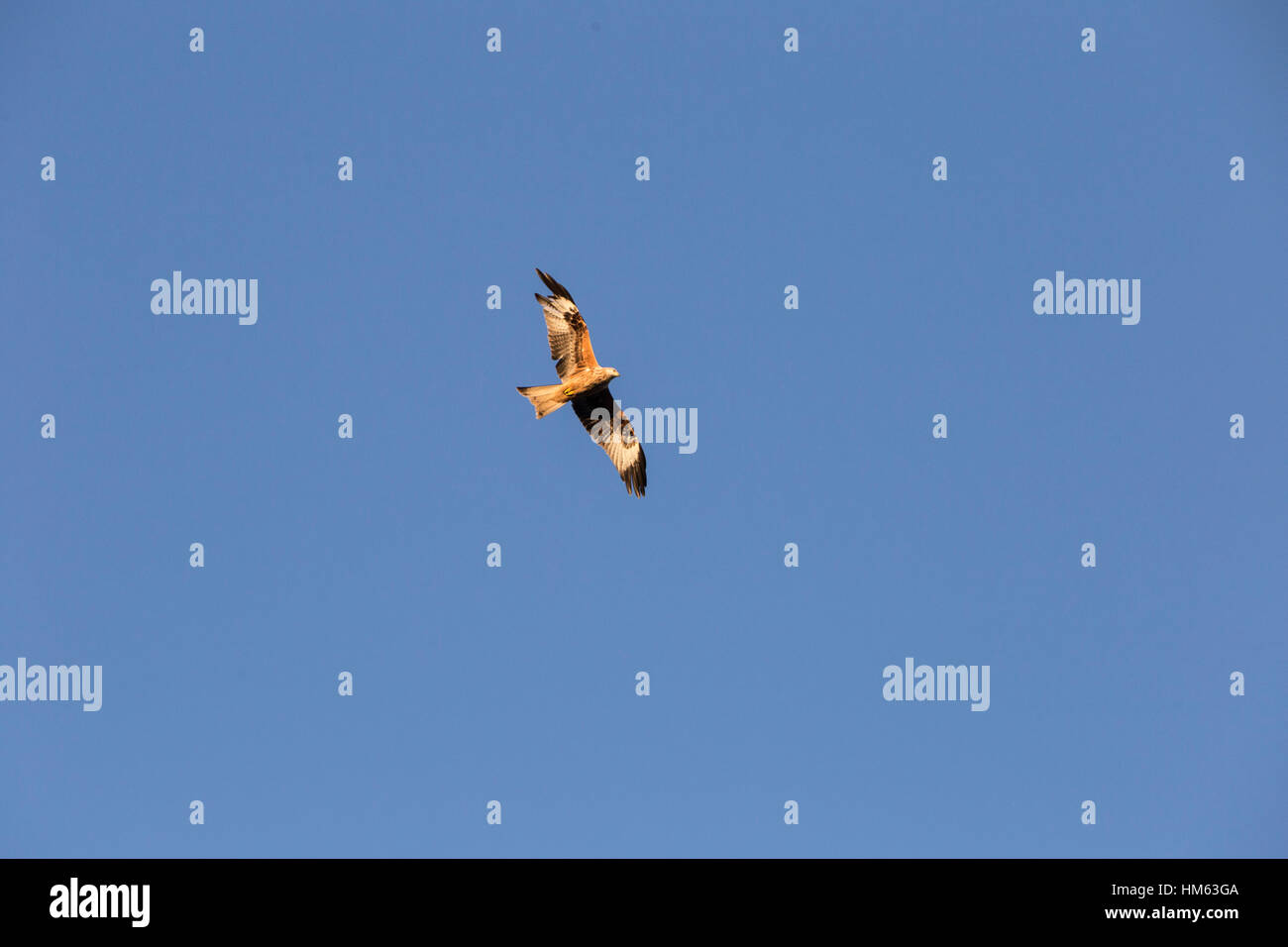 Rotmilane bei Harewood House, Leeds in Aktion. Stockfoto