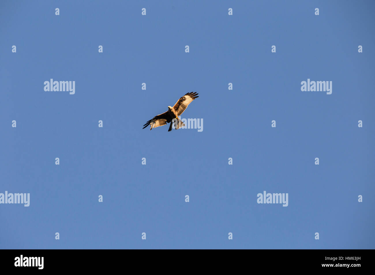 Rotmilane bei Harewood House, Leeds in Aktion. Stockfoto