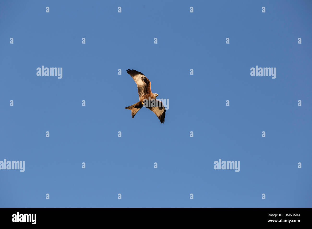 Rotmilane bei Harewood House, Leeds in Aktion. Stockfoto