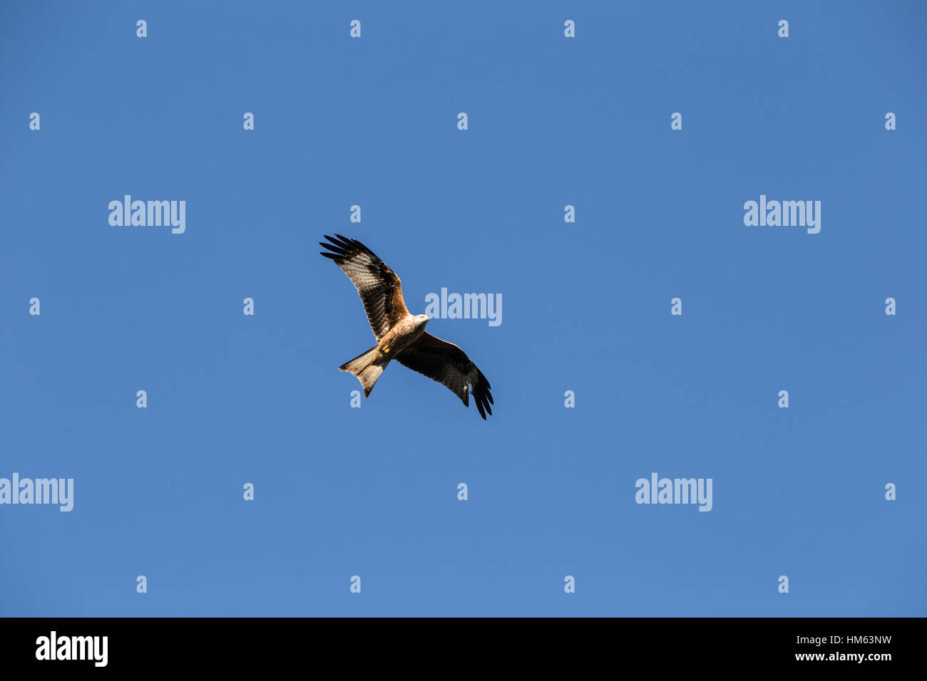 Rotmilane bei Harewood House, Leeds in Aktion. Stockfoto