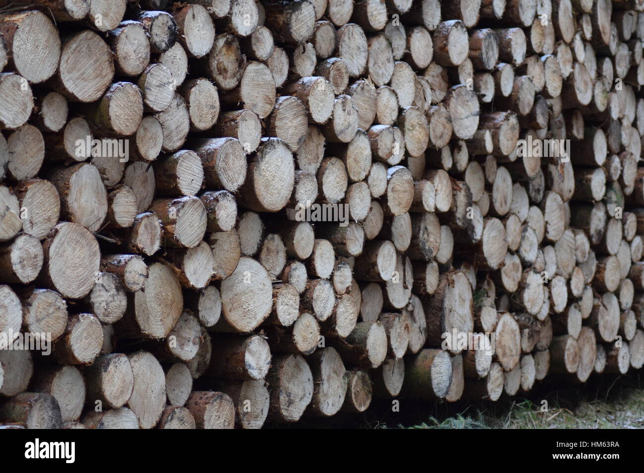 Baum protokolliert an einem frostigen Tag Stockfoto