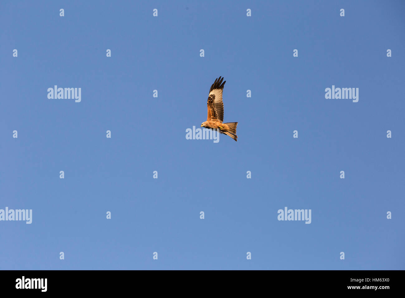Rotmilane bei Harewood House, Leeds in Aktion. Stockfoto