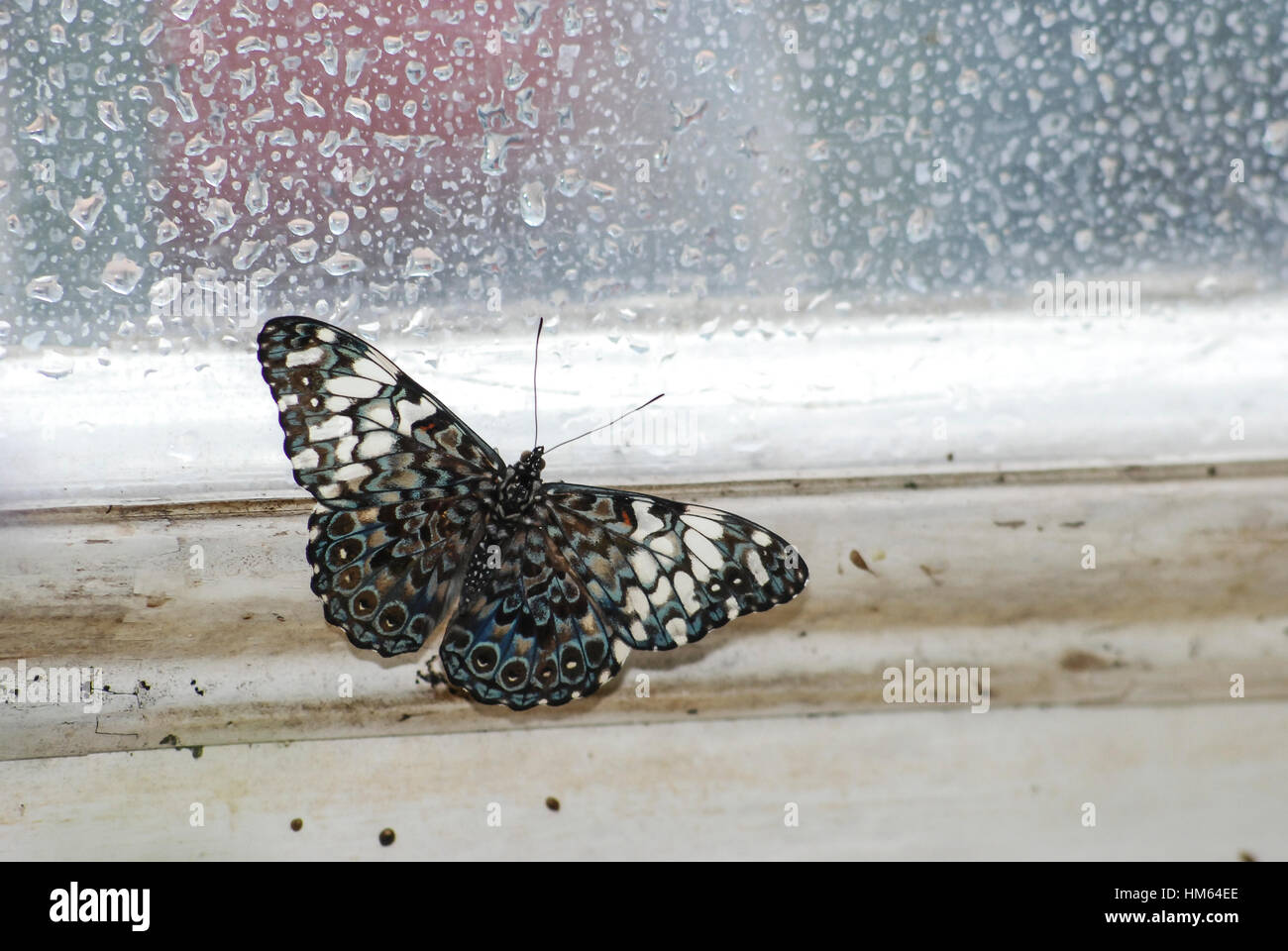 Schmetterling Stockfoto