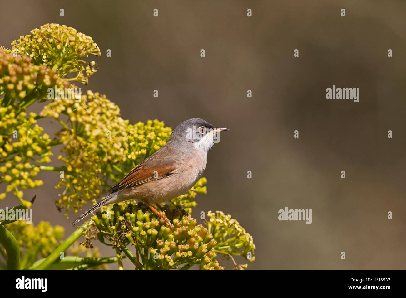 Brillentragende Warbler - Sylvia Conspicillata Orbitalis - männlich Stockfoto