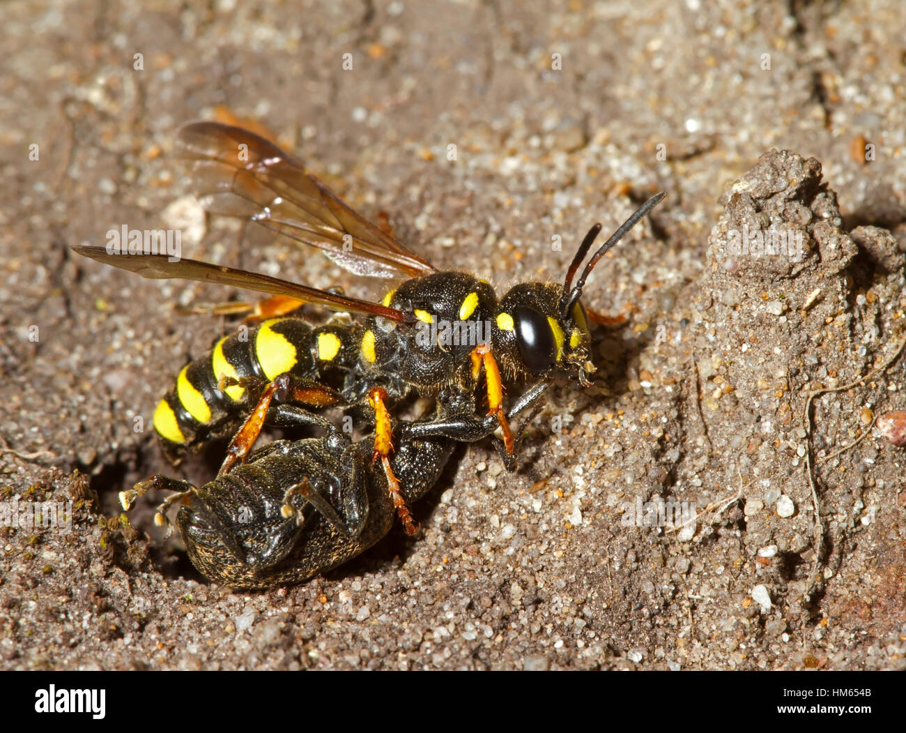 Sand-tailed Digger Wespe oder Rüsselkäfer Wasp - Cerceris arenaria Stockfoto