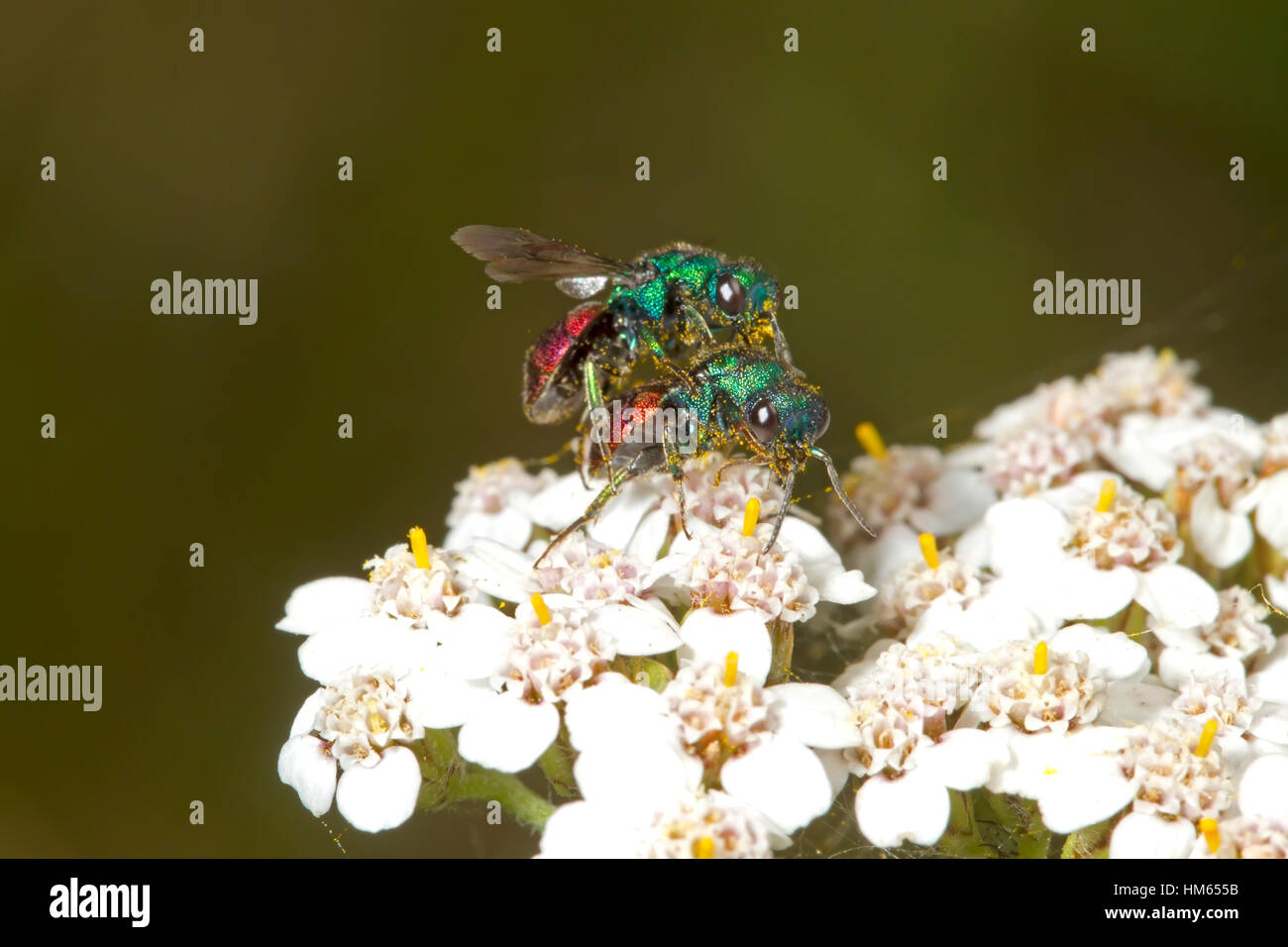 Jewel oder Ruby-tailed Wasp - Hedychrum Niemelai - männlich Stockfoto