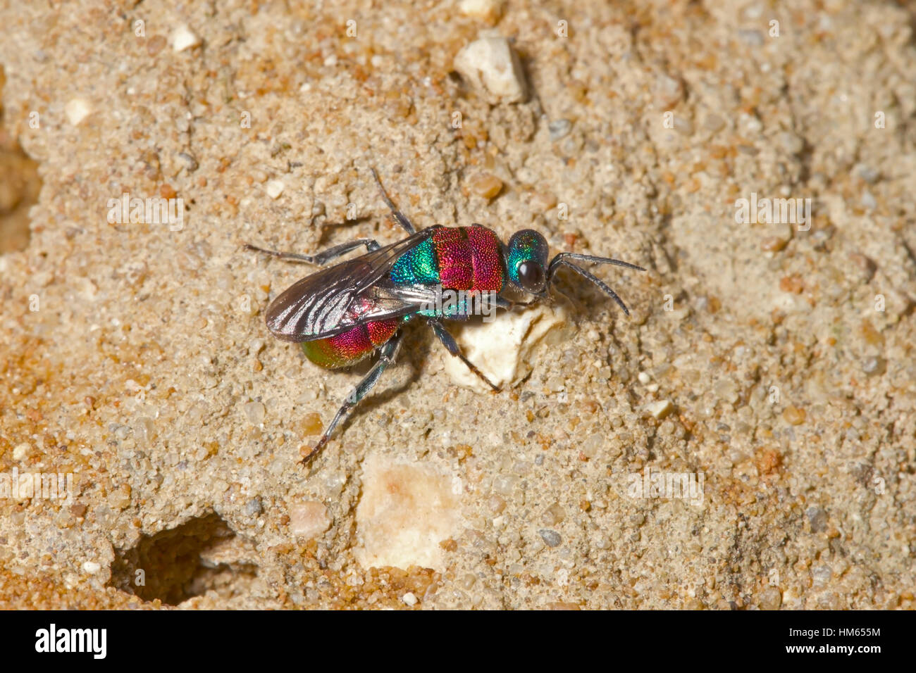 Jewel oder Ruby-tailed Wasp - Hedychrum Niemelai - Weibchen in der Nähe von Graben von Cerceris Arenaria, eines seiner Wirtsarten Stockfoto