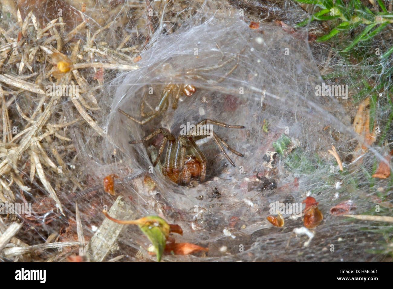 Gemeinsamen Labyrinth Spider - Agelena Labyrinthica - männlichen vorsichtig sich nähernden Weibchen in Verschachtelung Trichter Stockfoto