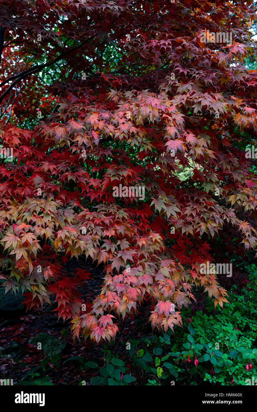 Acer Palmatum Atropurpureum Blätter Laub Rot drehen drehen Herbst herbstliche Farben Herbstfarben Bäume Interesse Baum ändern Stockfoto