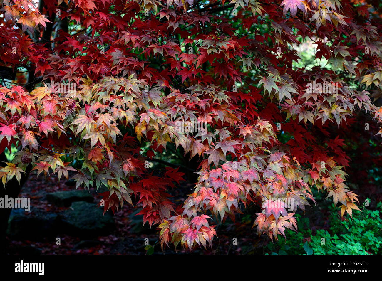 Acer Palmatum Atropurpureum Blätter Laub Rot drehen drehen Herbst herbstliche Farben Herbstfarben Bäume Interesse Baum ändern Stockfoto