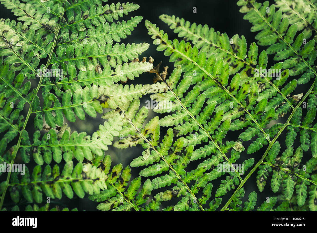 Natürliche Muster des alten grünen Farn-Blätter Stockfoto