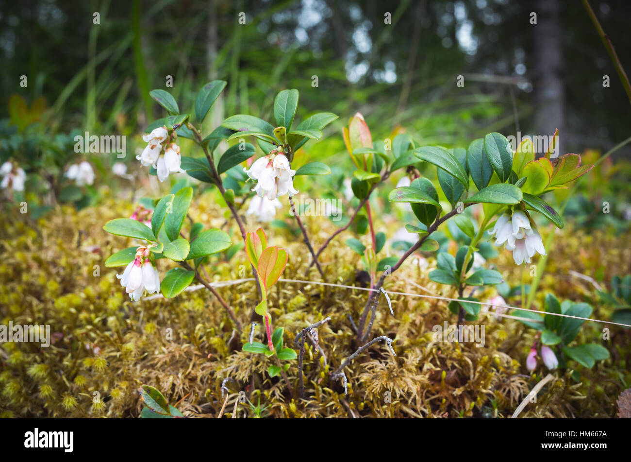 Weißer Cranberry Blumen, Makro-Foto, natürlichen Hintergrund, selektiven Fokus Stockfoto