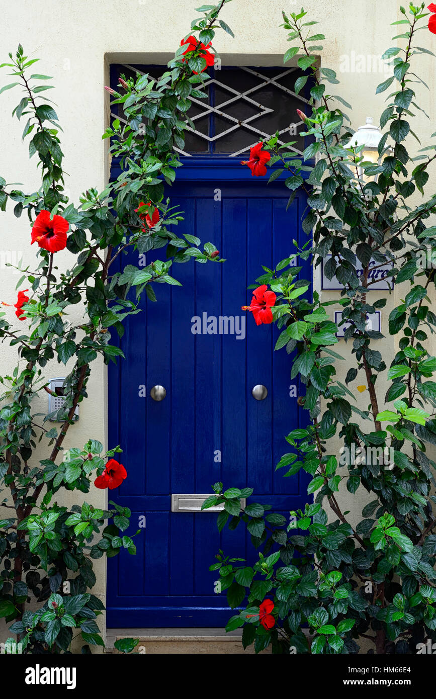 roter Hibiskus Blume Blumen Blüte blaue Tür Farbe Farbe Kombination mediterraner Garten Gartenarbeit RM Floral Stockfoto