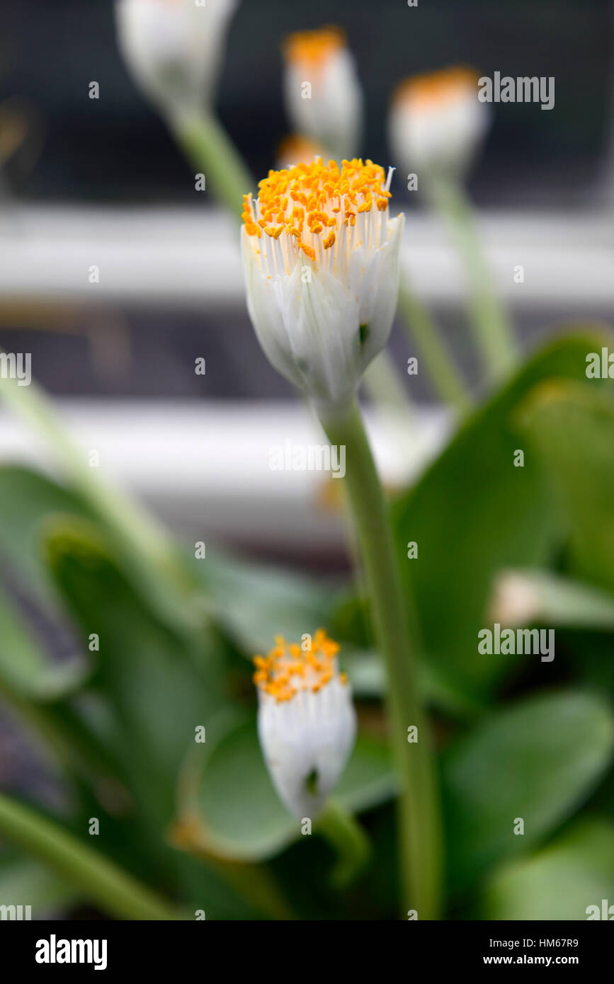 Haemanthus Albiflos Puderquaste Royal Paint Brush White Blood Lily südafrikanischen Kap Flora Blume Blumen Blüte RM Floral Stockfoto