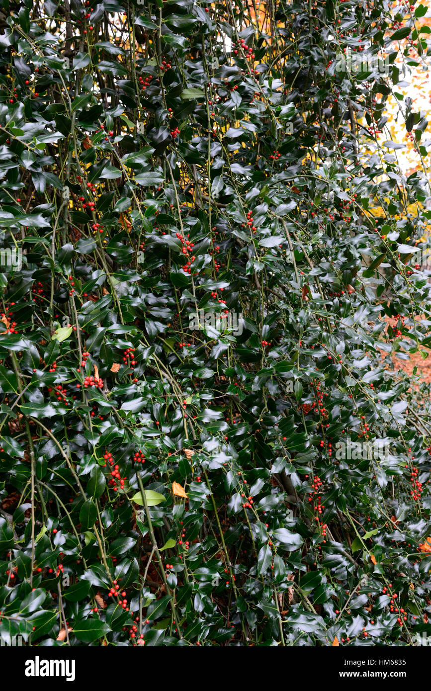 Ilex Aquifolium Pendel Holly Hollies Evergreen grüne Laub Blätter, die rote Beeren Beeren Kreuzungen RM Floral Stockfoto