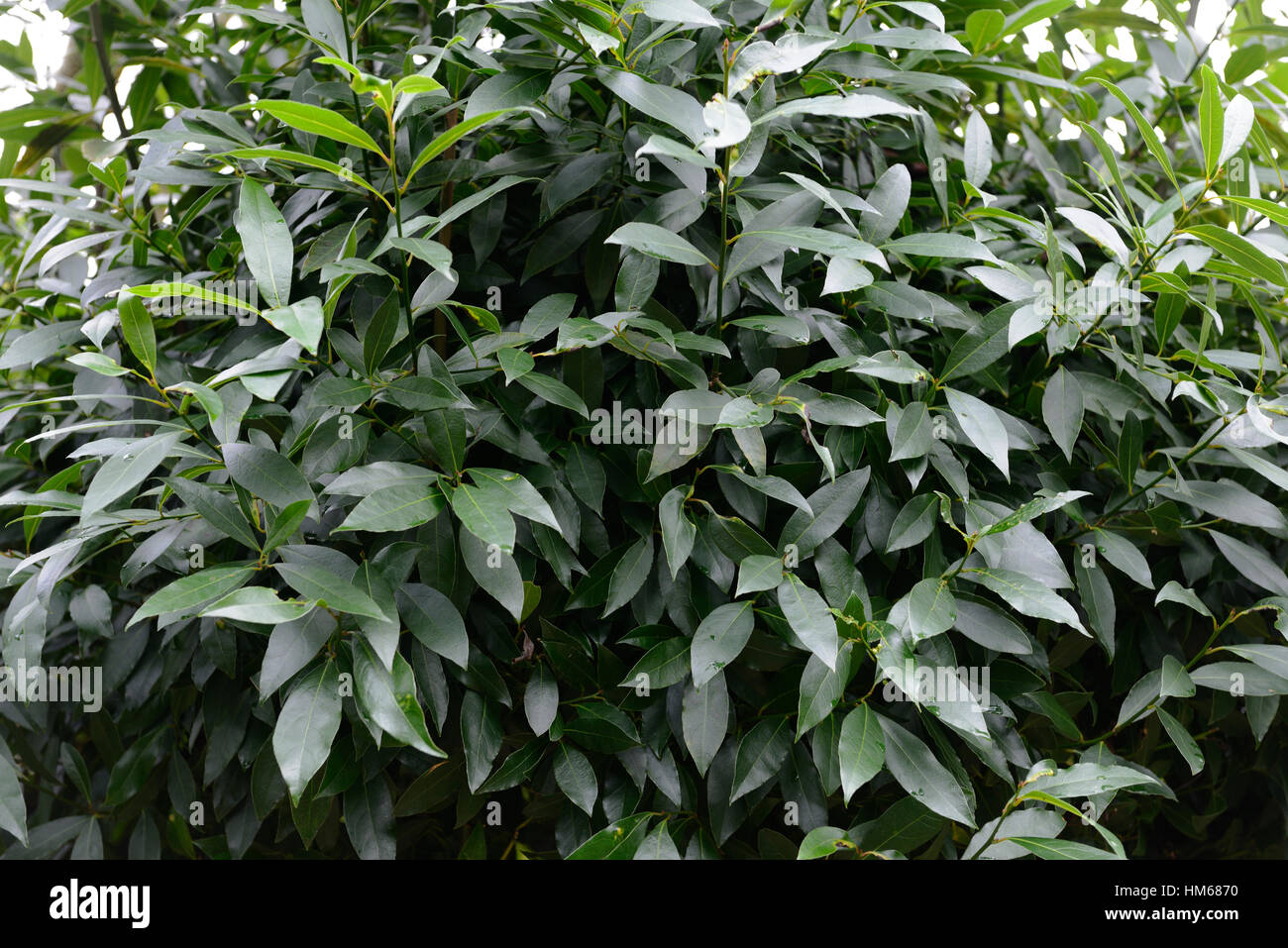 Laurus Nobilis aromatischen immergrüner Baum Großstrauch grün glänzende Blätter mediterrane Lorbeer Blätter würzen RM Floral Stockfoto