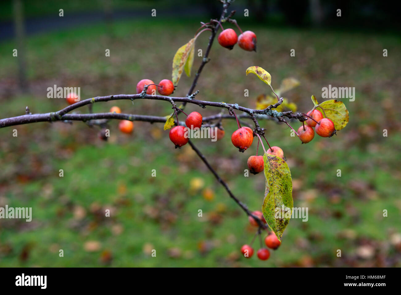 Malus Evereste rote Holzäpfel Krabben Obst Obst Apfel sauer Winter Mitarbeiter bleiben Aufenthalt am Baum Bäume RM Floral Stockfoto