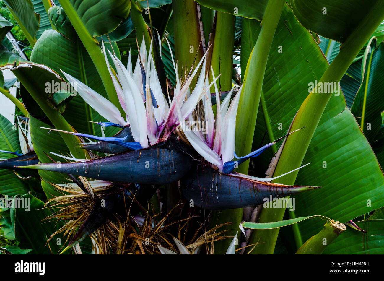 Eine riesige Paradiesvogelblume Pflanze (Strelitzia Nicolai Stockfotografie  - Alamy