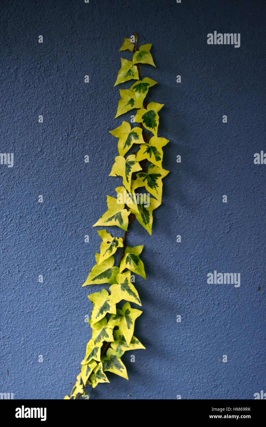 gelbes grün bunt Efeu blaue Wand kriechen Schlingpflanze Aufstieg Kletterer Kontrast Kontrast RM Floral Stockfoto