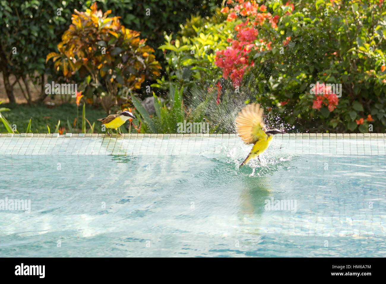 Bananaquit nimmt ein erfrischendes Bad in einem Pool. Stockfoto