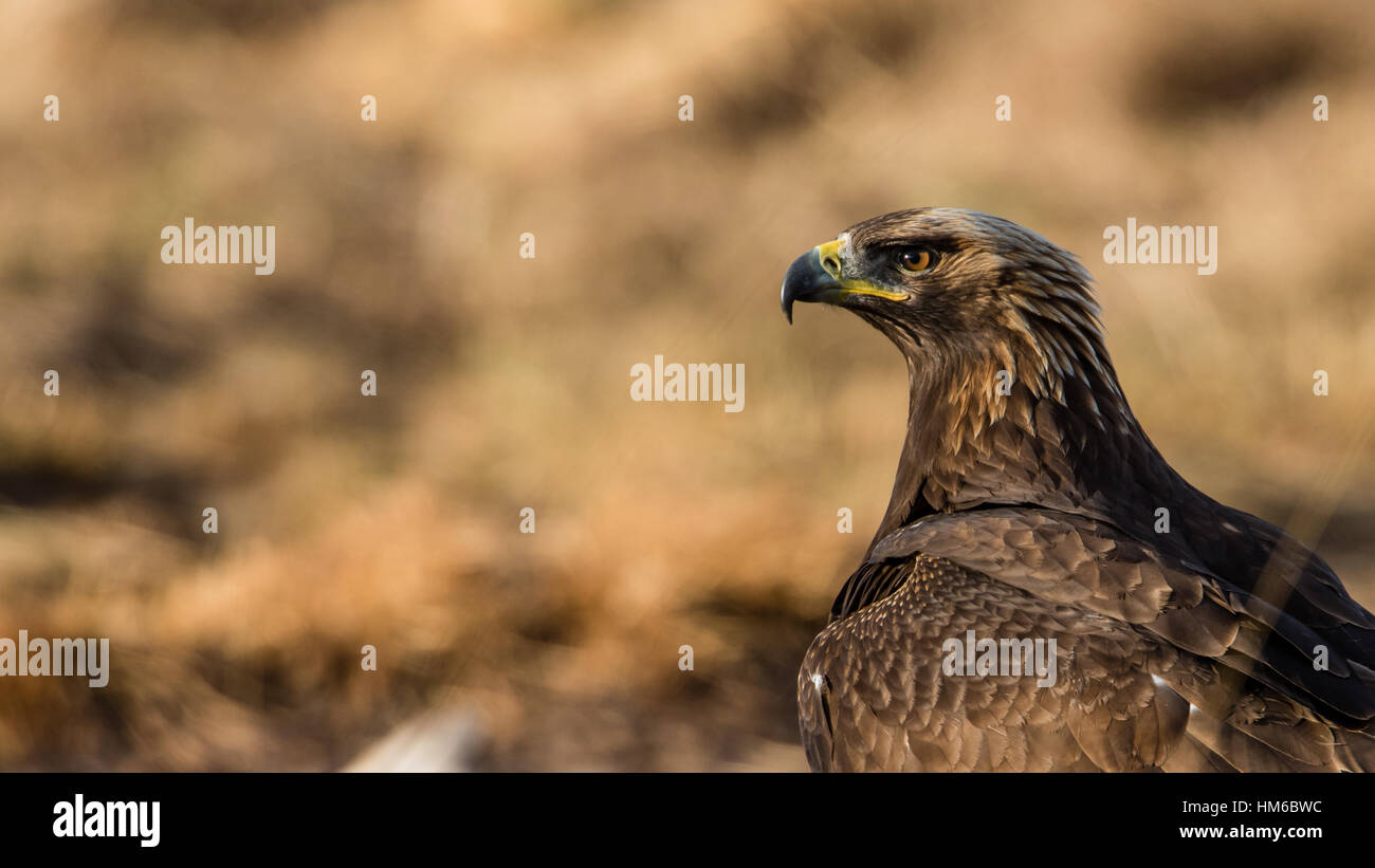 Steinadler (Aquila Chrysaetos) scharfen Profil mit einem schönen defokussierten Hintergrund mit den Farben des Adlers Stockfoto