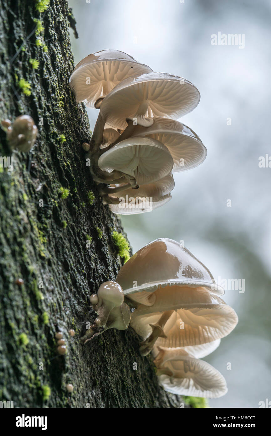 Porzellan-Pilz (Oudemansiella Mucida) auf Buche Stamm, Burgkwald, Ost-Thüringen, Deutschland Stockfoto