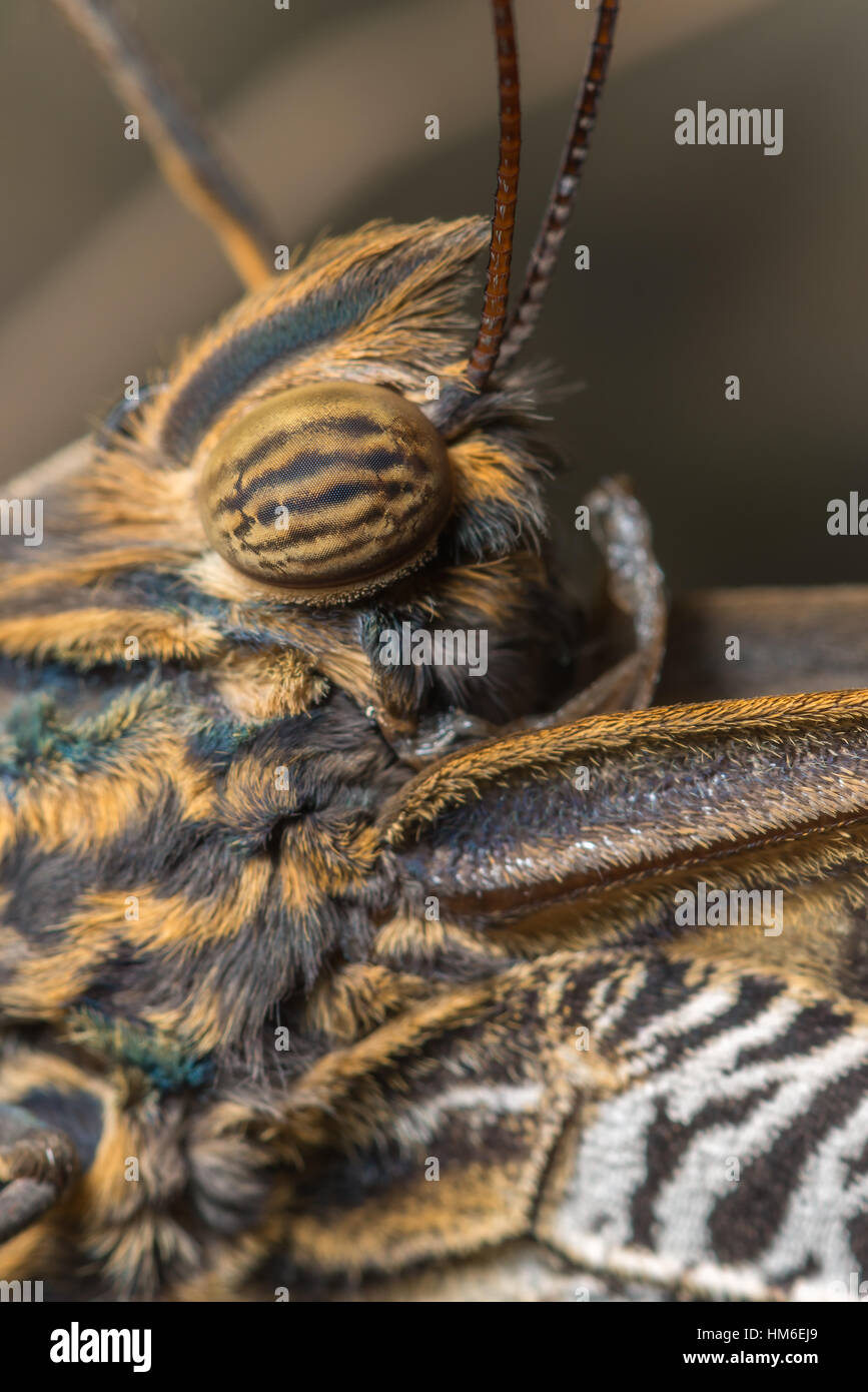 Makro-Detail der Schmetterling Auge. Wald Riesen Eule Schmetterling (Caligo Eurylochus). In Gefangenschaft, UK. April Stockfoto