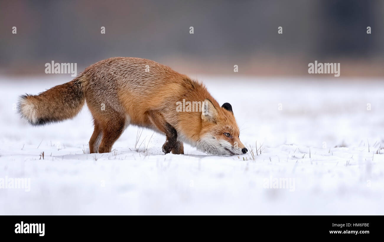 Rotfuchs (Vulpes Vulpes), schnüffeln, Boden, Winter, Wintermantel, Schnee, mittlere Elbe-Biosphärenreservat, Sachsen-Anhalt, Deutschland Stockfoto
